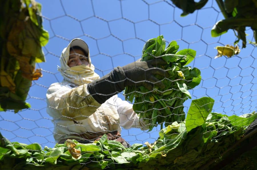 ACI TÜTÜNDE HASAT BAŞLADI…