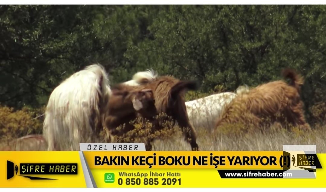 BAKIN KEÇİ BOKU NE İŞE YARIYOR(!)