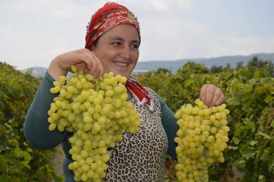 ÜZÜM ÜRETİCİLERİ İLE TÜCCAR ARASINDA PAZARLIKLAR BAŞLADI…