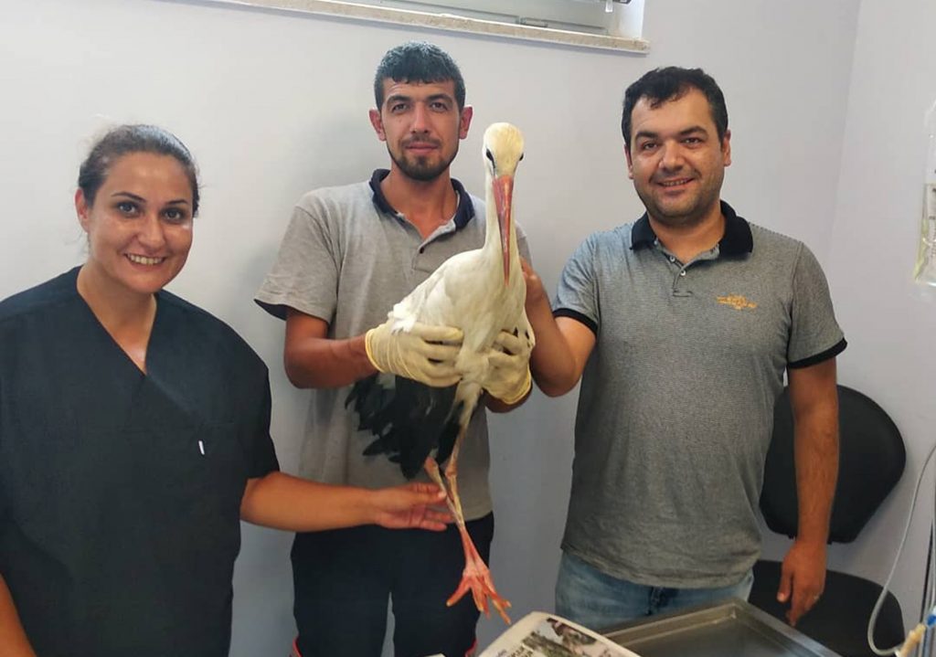 Denizli’de Tedavi Edilen Leylek, Özgürlüğe Uçmadan Önce Teşekkür Turu Attı…
