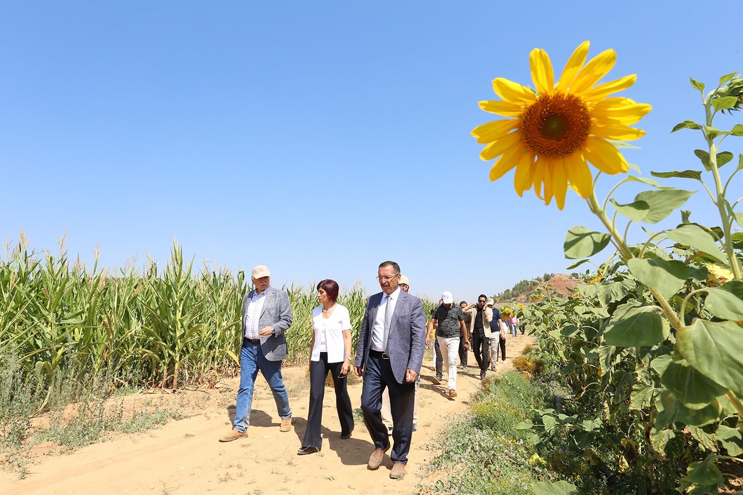 PAÜ’NÜN AYÇİÇEKLERİ, ÇİÇEK AÇTI…