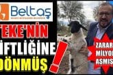 BELTAŞ BATAKTA, ONUN İŞLERİ TIKIRINDA…