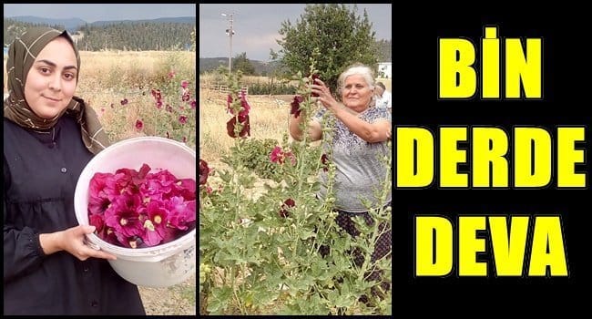 DEVE GÜLÜ, DEYİP GEÇMEYİN…