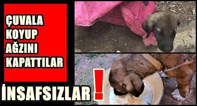 SON ANDA KURTARILDI…