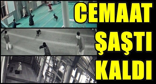 CAMİYE GİREN KÖPEK, NAMAZ BOZDURDU…