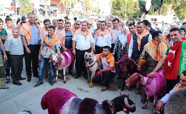 BU KORTEJ, KOÇ GİBİ KORTEJ…