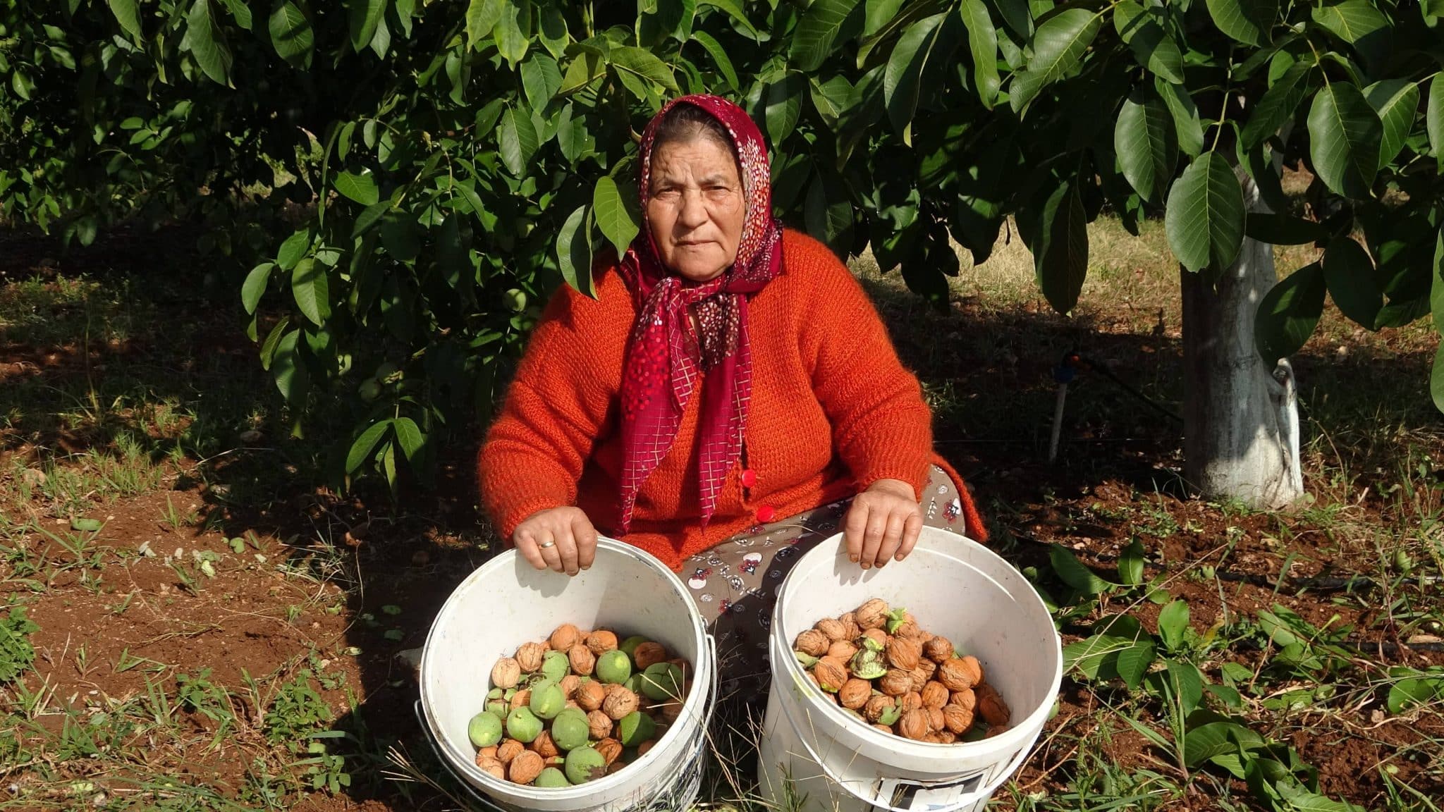 ÇAMELİ CEVİZİNDE HASAT DÖNEMİ BAŞLADI…