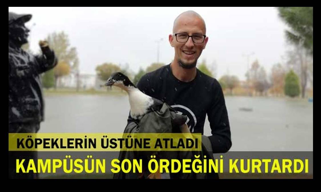 Kendi Hayatını Tehlikeye Attı, Kalan Son Ördeği Kurtardı…
