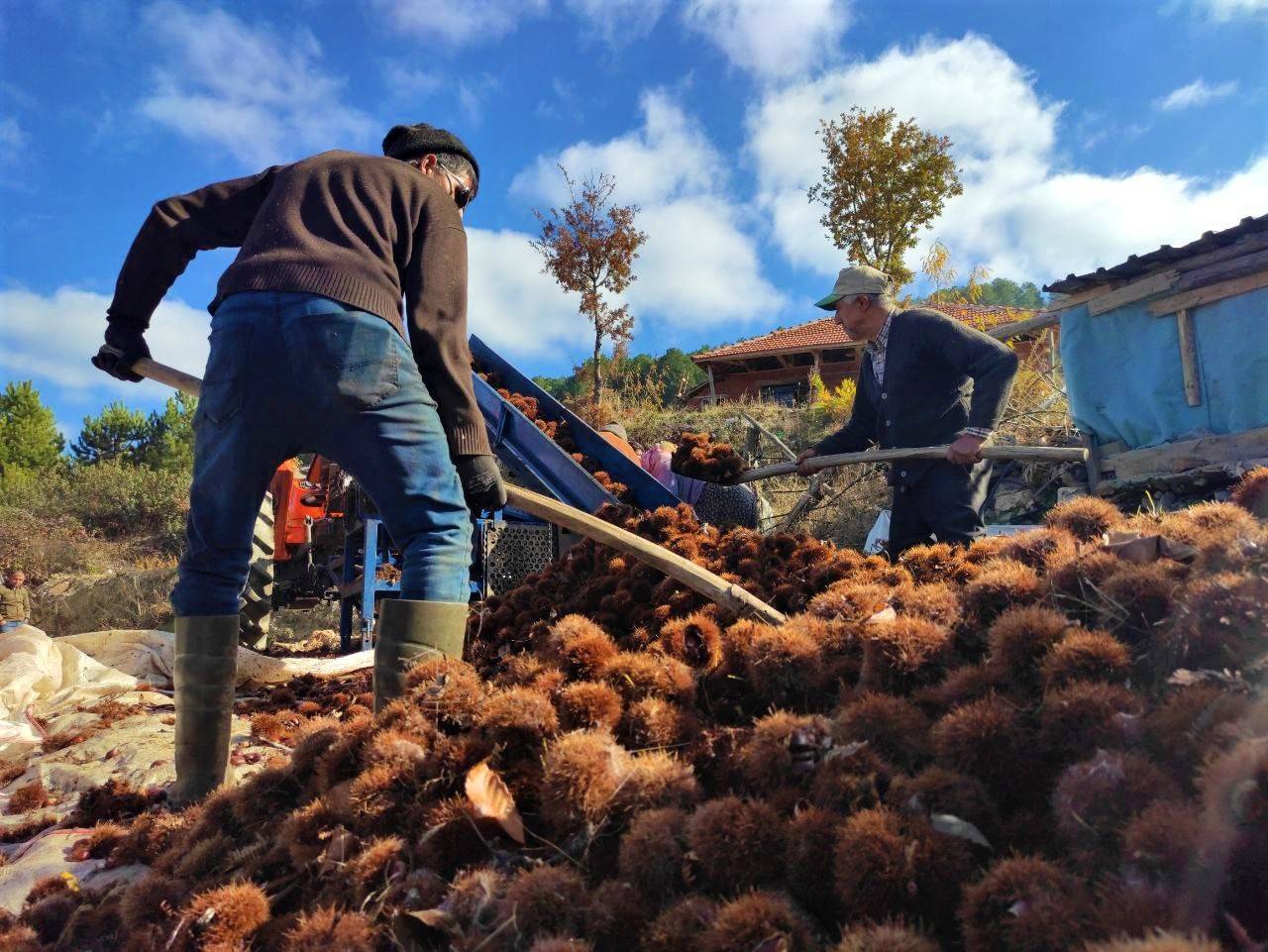 Kestanenin, Sofralarımıza Yolculuğu Başladı…