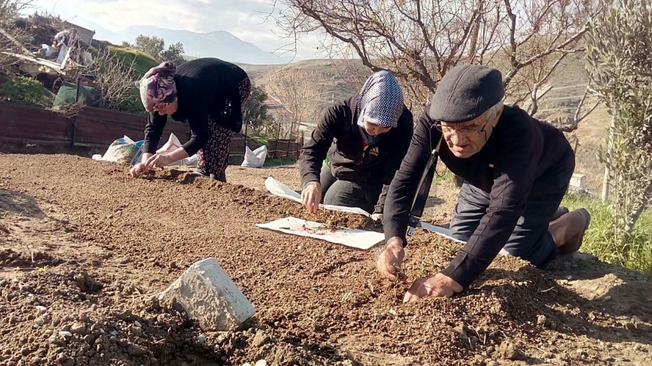 Sezonun Son Salep Fidanları Toprakla Buluştu…