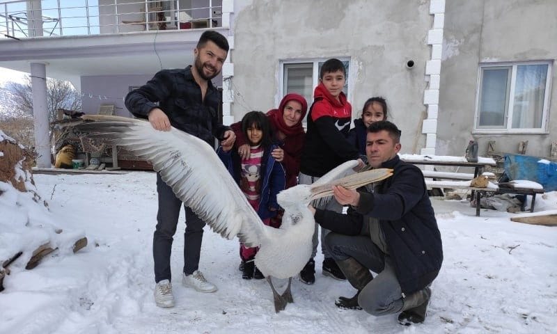 Üzüm Bağında Mahsur Kalan Pelikan, Son Anda Kurtarıldı…