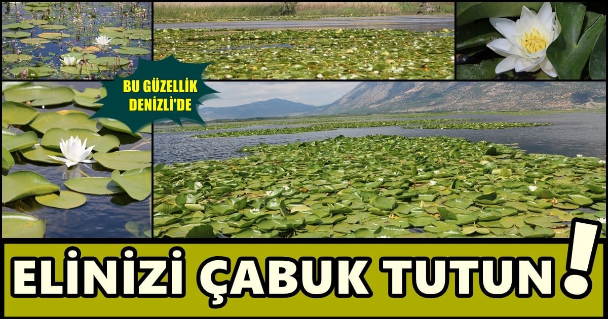 Bir Aylık Ömürleri Var…