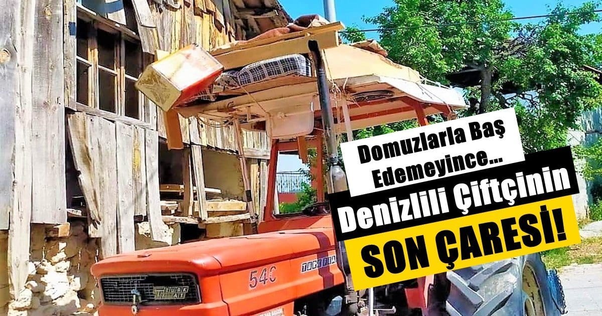 Tarlasını Domuzlardan Korumak İsteyen Çiftçinin İlginç Yöntemi…