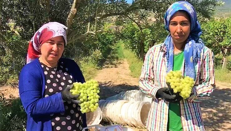 Erken Üzüm Hasadı, Üreticiyi Sevindirdi…