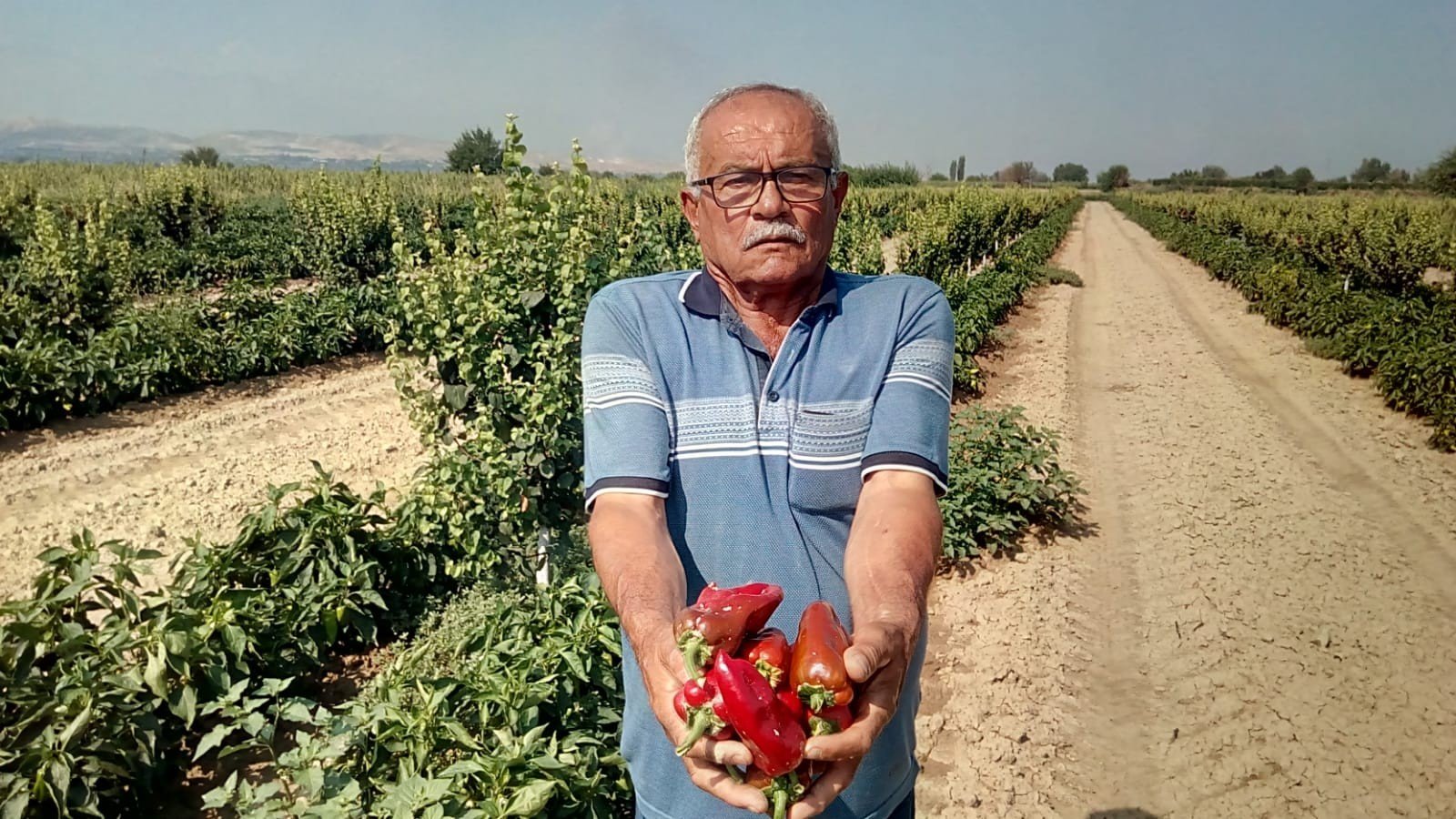 Çiftçinin Yeni umudu, Salçalık Biber…