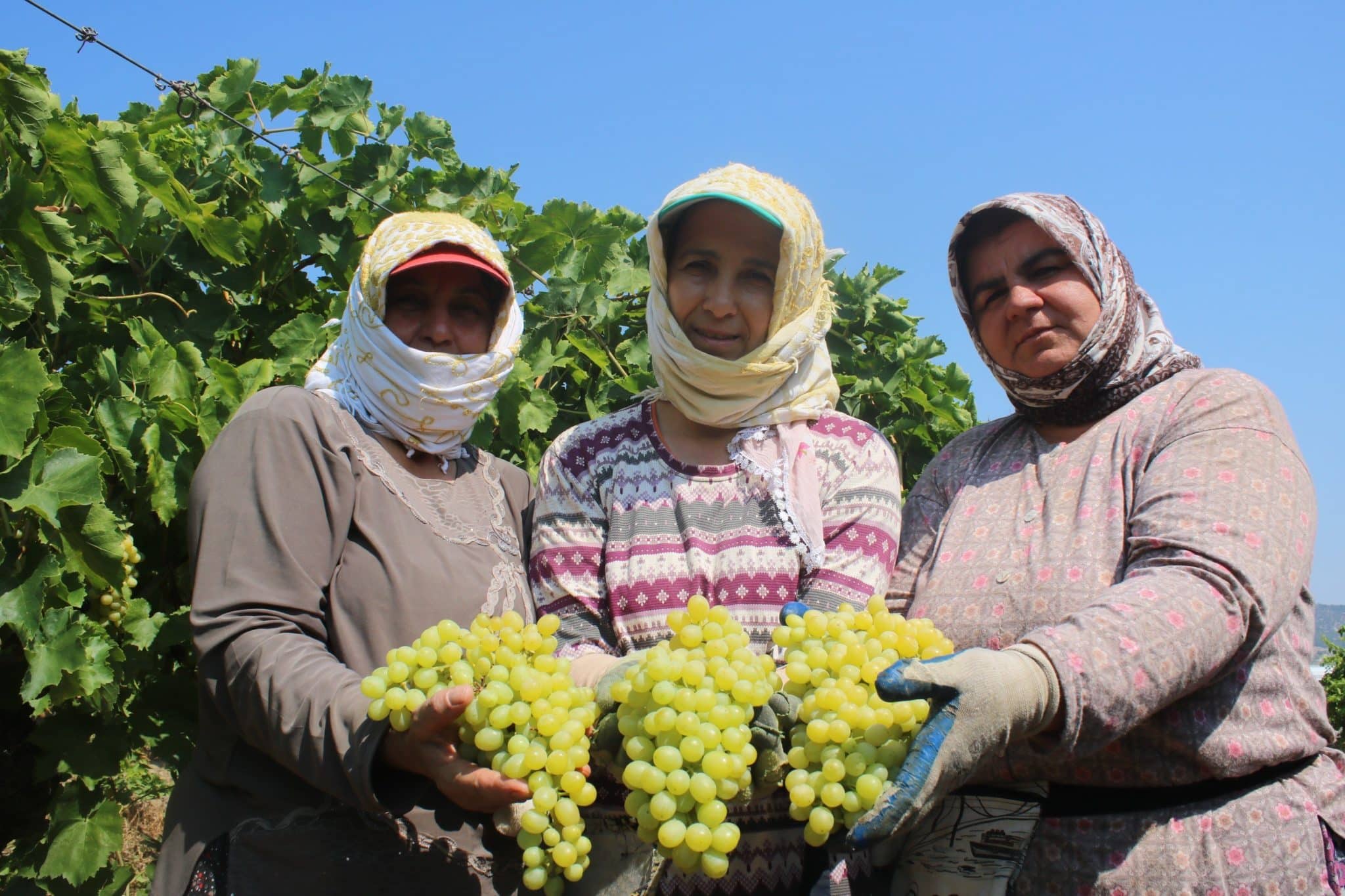 Üzüm Üreticisinin Gözü Kulağı Taban Fiyatta…