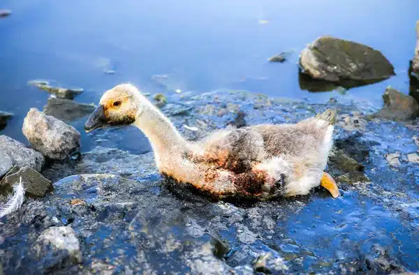 depositphotos 445587726 stock photo bird stuck in polluted water