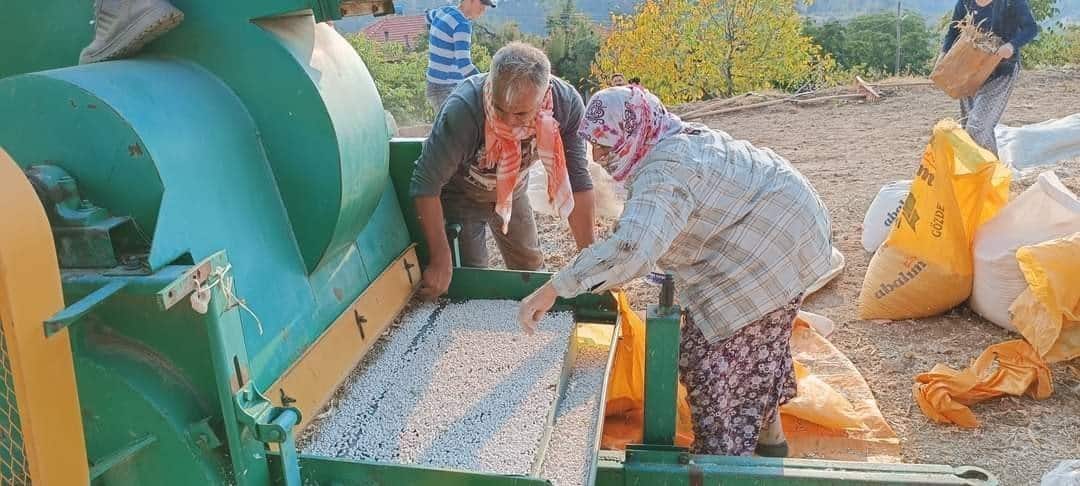 Tescilli Çameli Fasulyesinde Hasat Başladı…