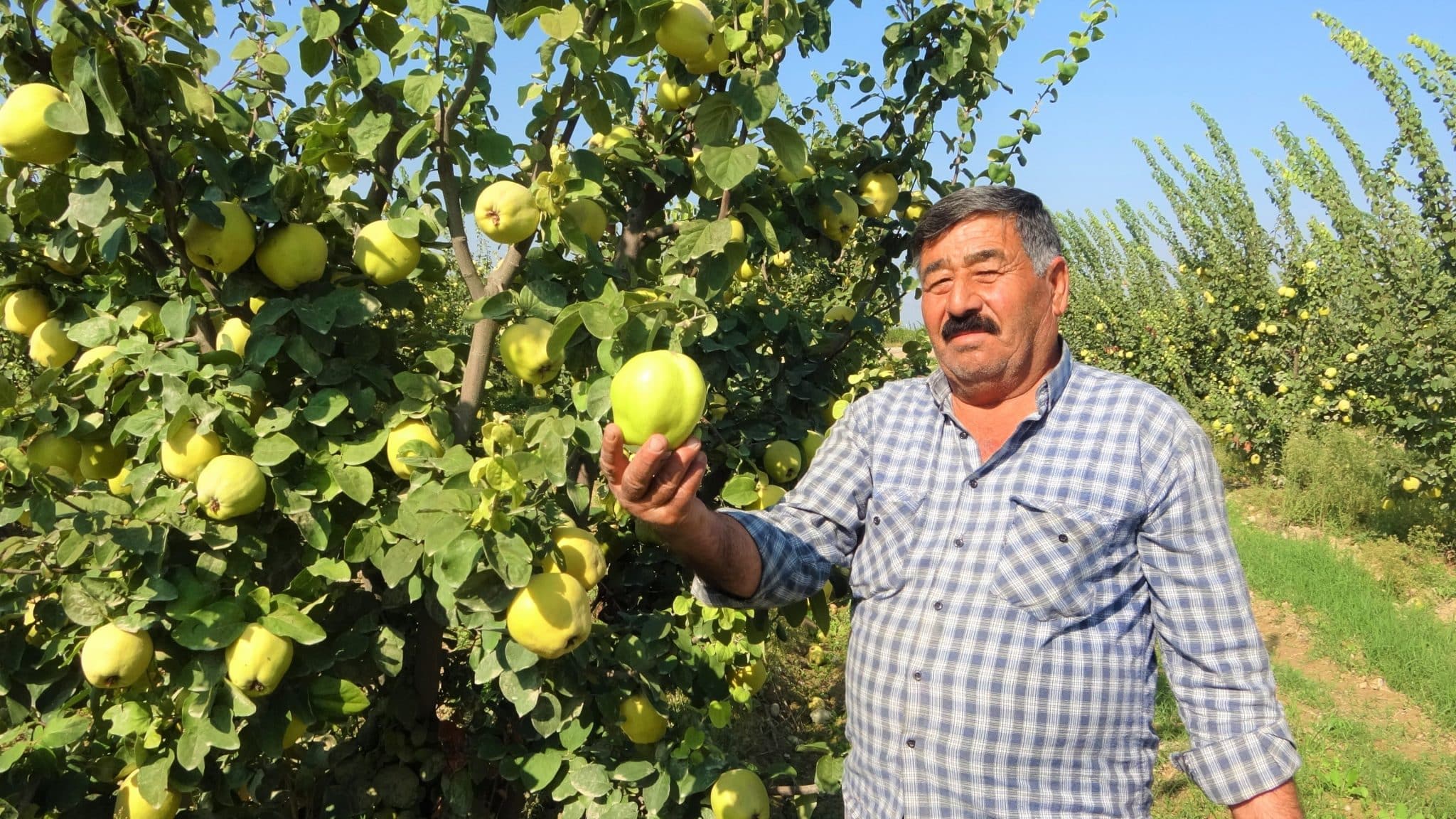 Yüksek Verim, Ayva Üreticisini Sevindirdi…