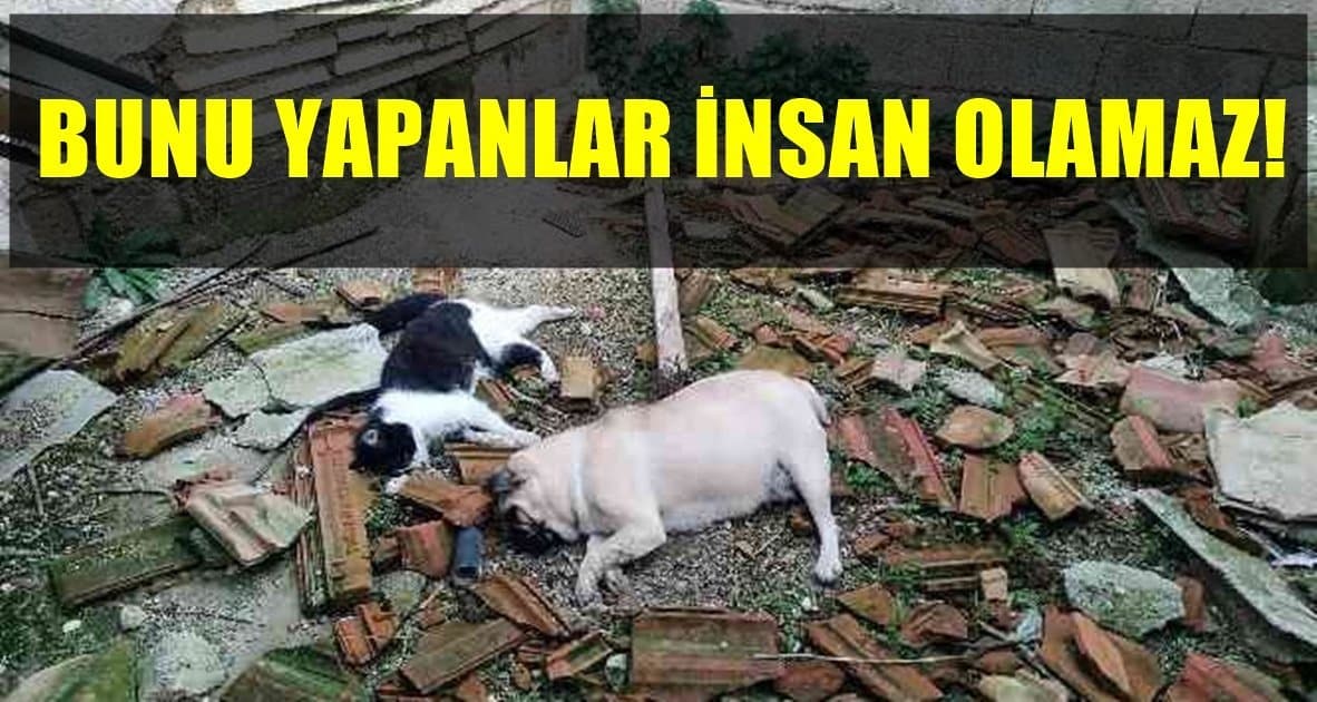 Denizli’de, Sokak Hayvanlarını Adeta Katlettiler…