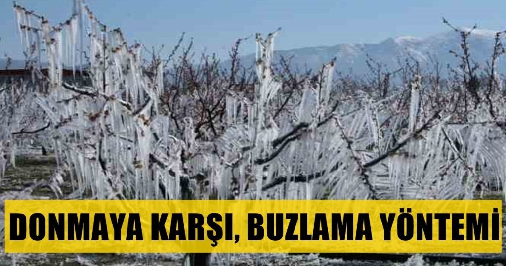 Denizlili Üreticilerden, Dondan Korunmak İçin İlginç Yöntem...