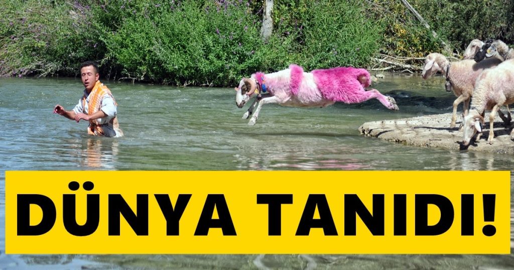 Çal'ın Kınalı Kuzuları, UNESCO Dergisinde Boy Gösterdi...
