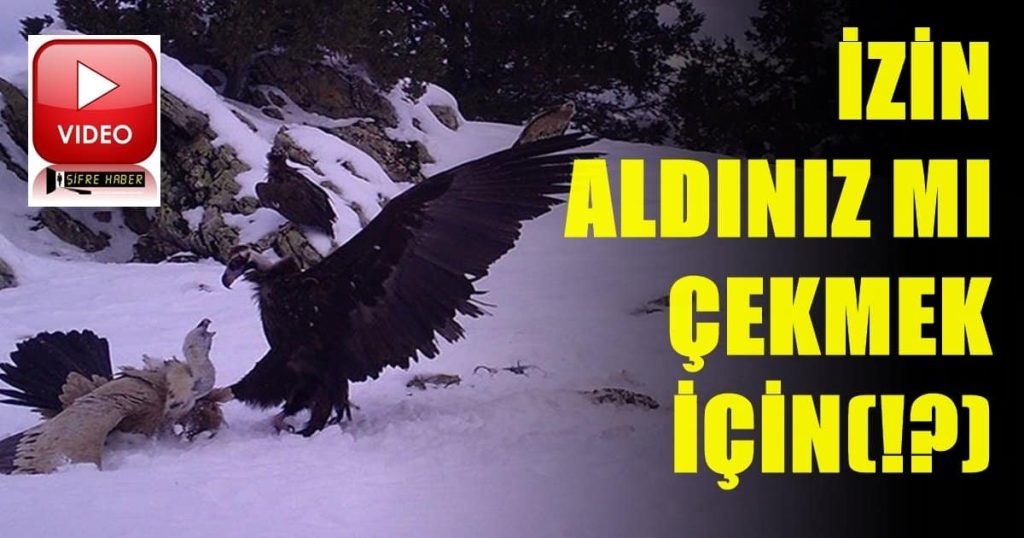 Fotokapanlara Yansıyan Görüntüler Belgeseli Aratmadı...