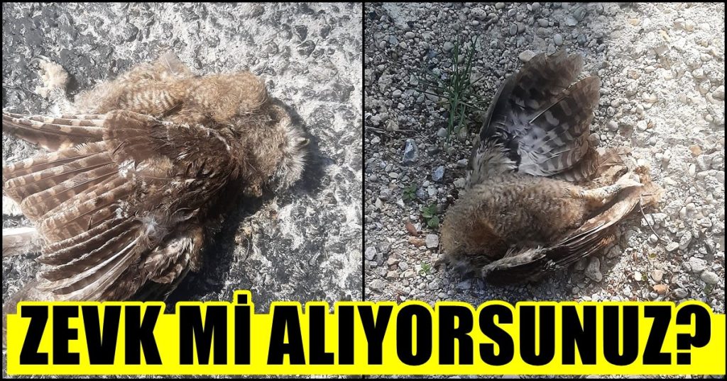 Denizlili Vatandaşlar, Baykuşları Öldürenlere Tepki Gösterdi...