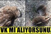 Denizlili Vatandaşlar, Baykuşları Öldürenlere Tepki Gösterdi...
