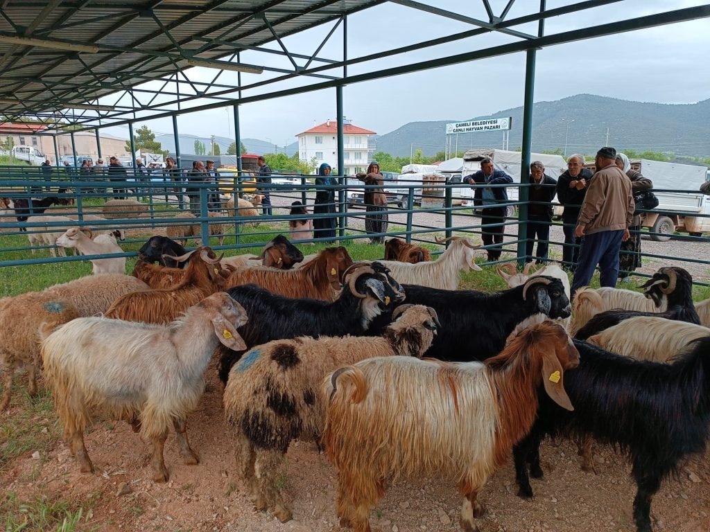 Denizli Hayvan Pazarlarında Bayram Hareketliliği Başladı...