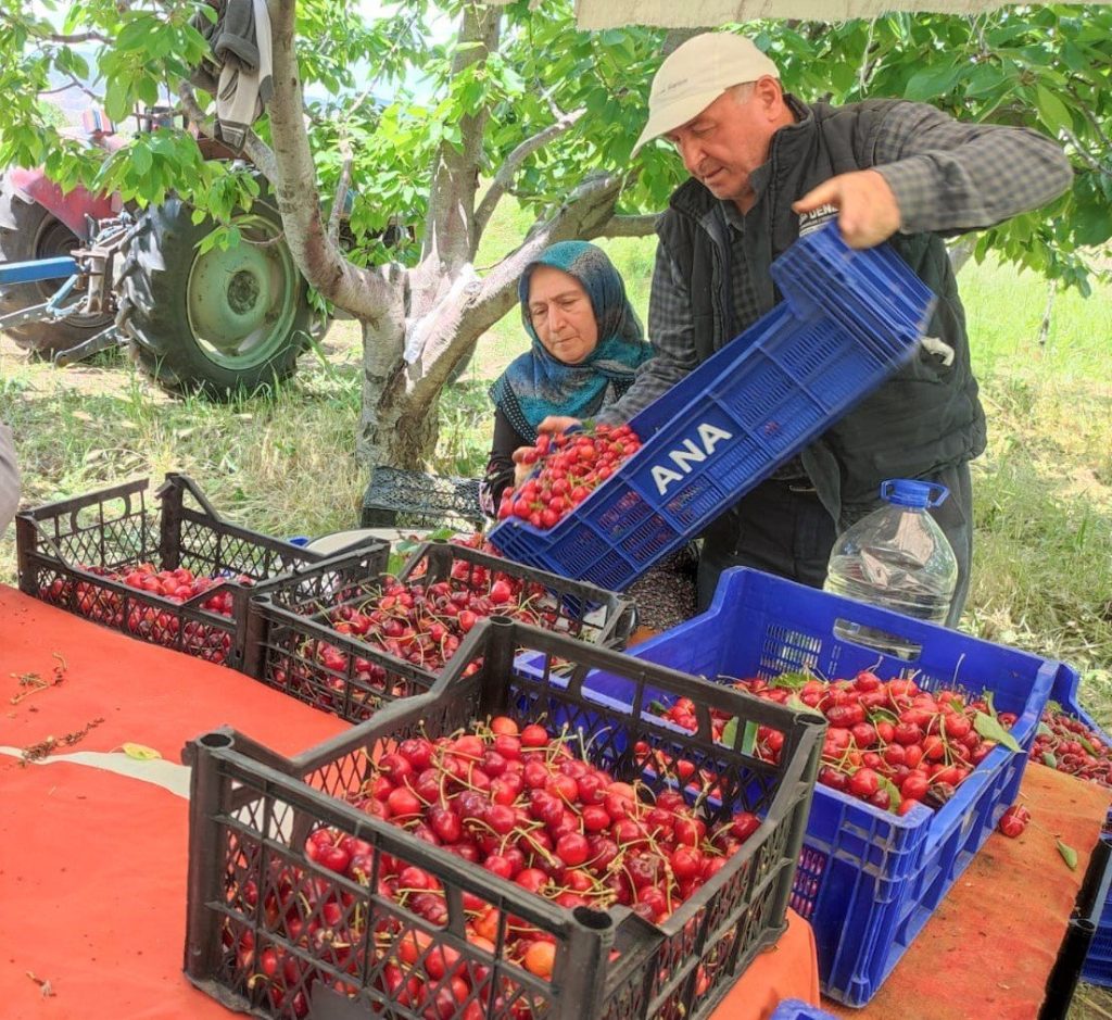 Denizlili Kiraz Üreticilerine Rekolte Şoku...