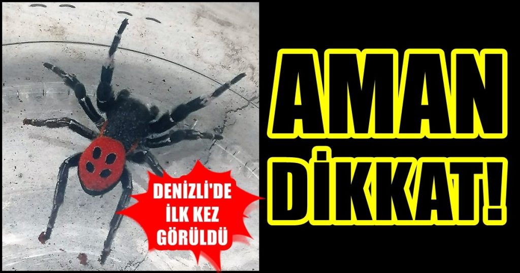 Denizli'de Görülen Bu Böceği, Uğur Böceği Sanıp Sakın Dokunmayın; Çünkü Zehirli...