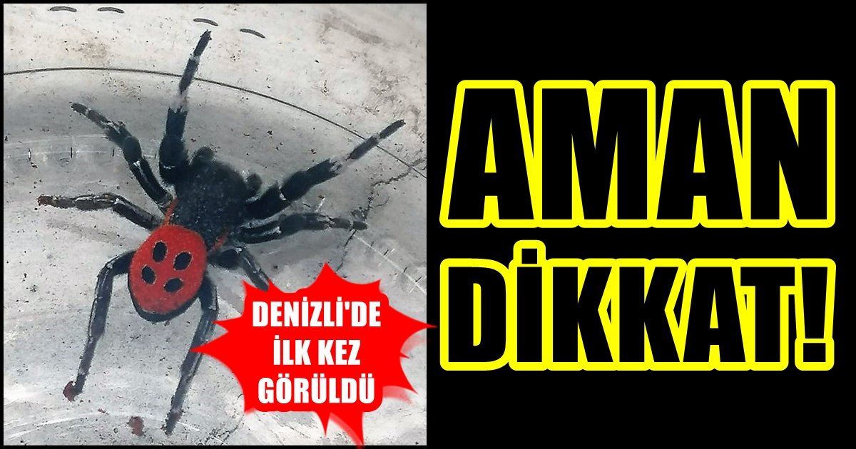 Denizli’de Görüldü: Uğur Böceği Sanıp Sakın Dokunmayın…