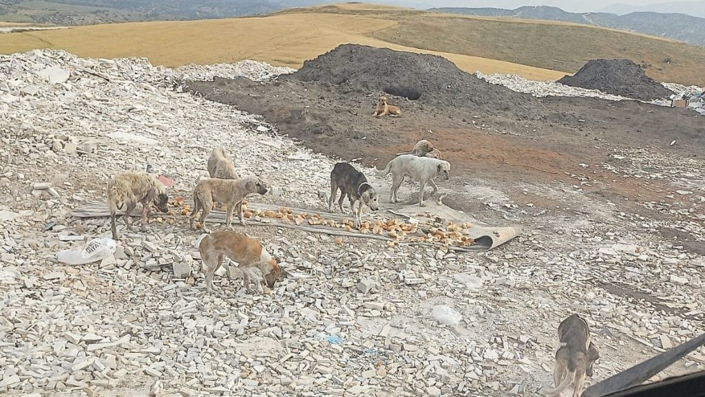 Emanet Canlara Böyle mi Bakıyorsunuz Sayın Başkan?..