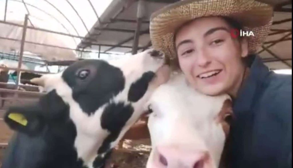 PAÜ Öğrencisinin İneğiyle Çektiği Selfie Videosu, Dakikalar İçinde Milyonlarca Kez İzlendi…