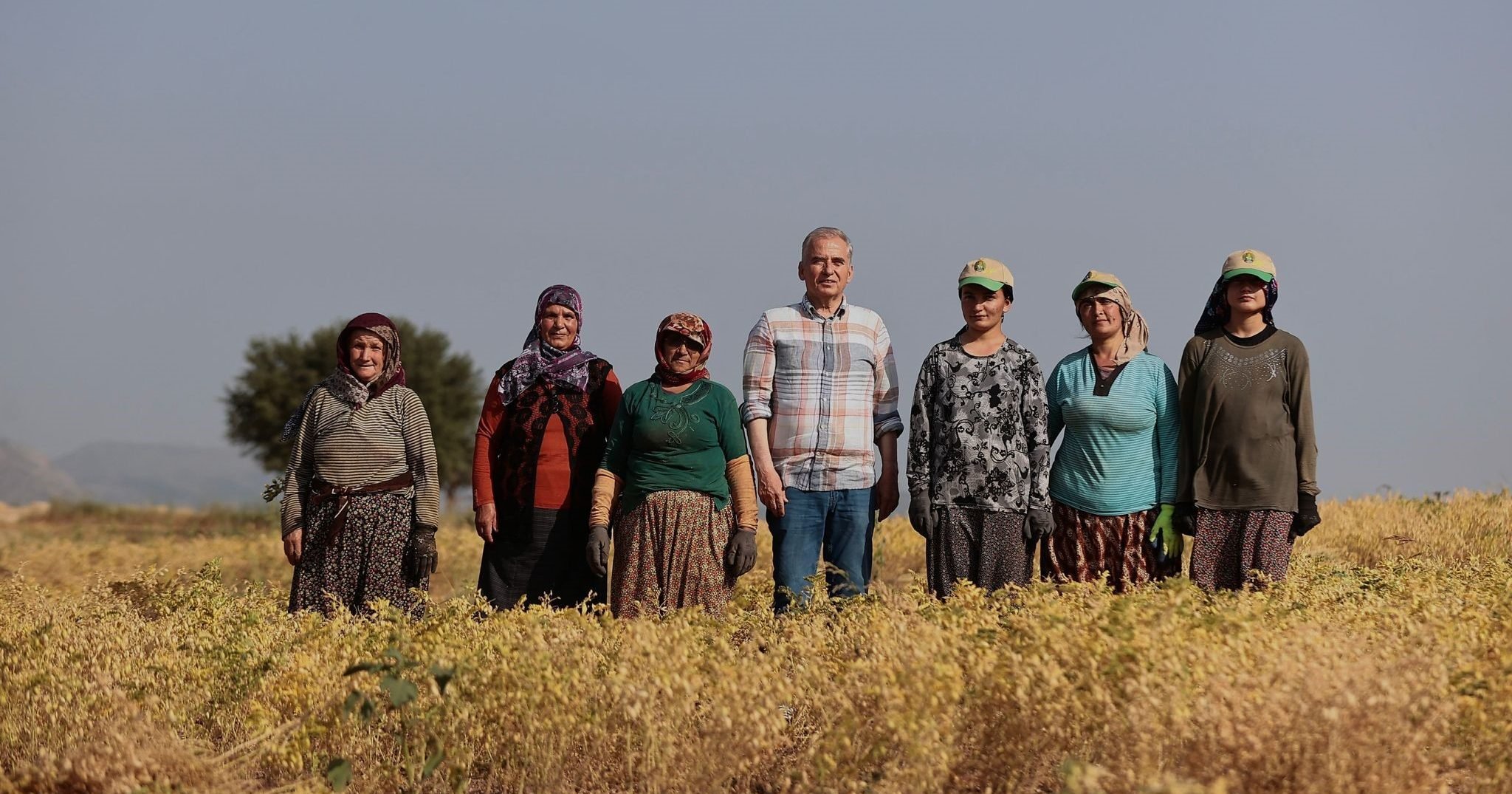 Denizli’nin 17 İlçesinde Nohut Hasadı Zamanı…