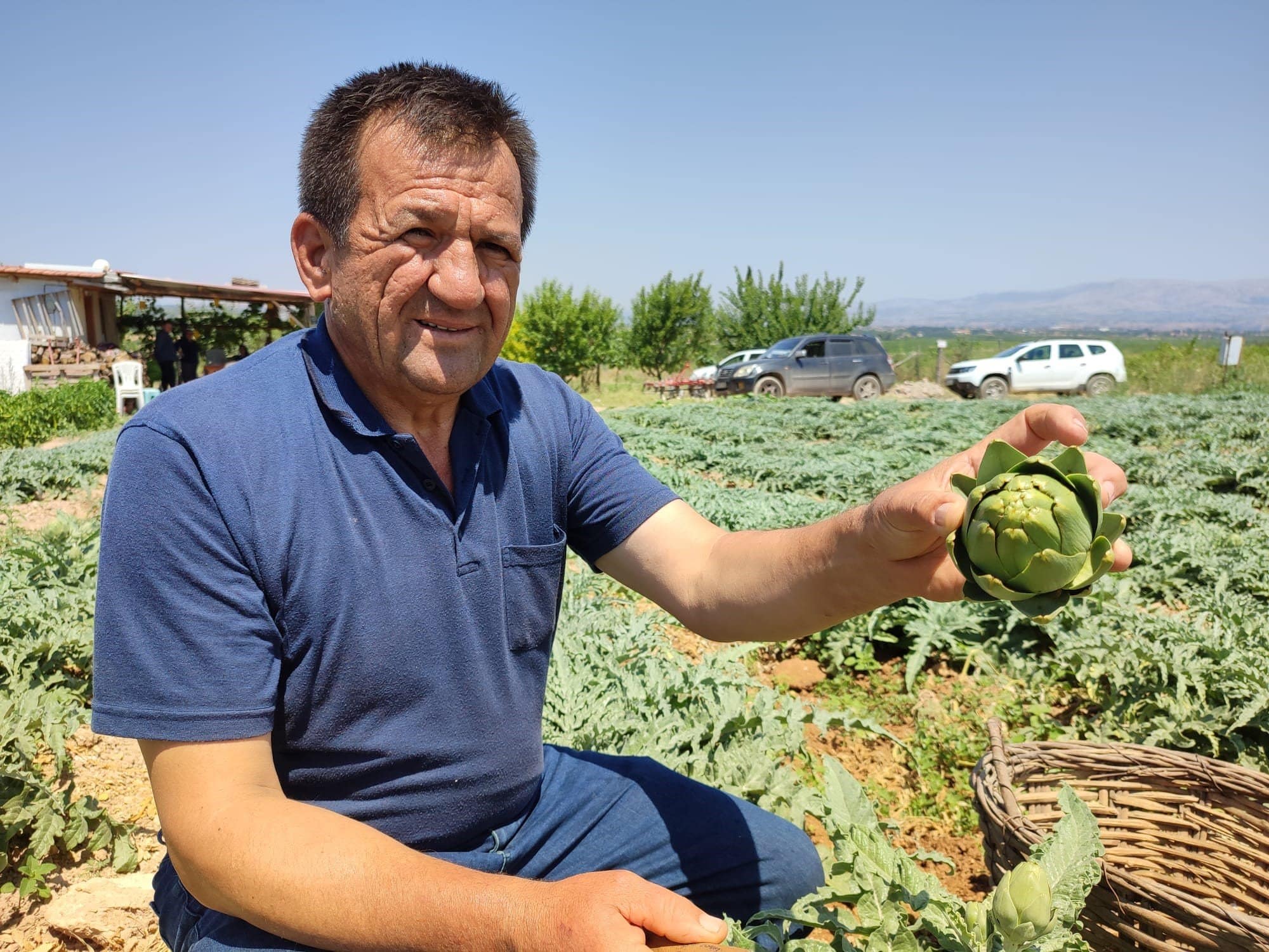 Denizli’de İlk Kez Dikilen Enginar 20 Gün Sonra İhracata Hazır Olacak…