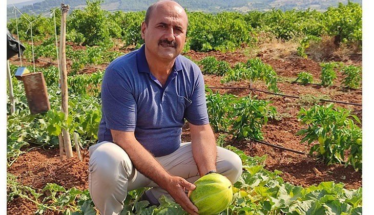 Denizli'de Çal Kavununda Hasat Devam Ediyor...