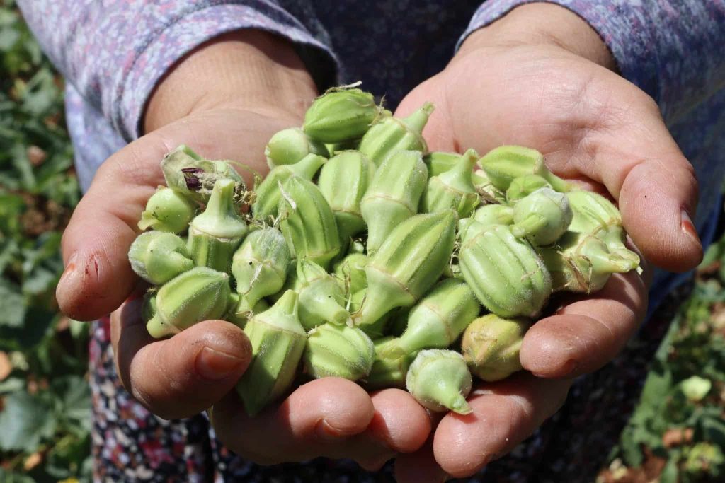 Denizli'nin 'Yeşil Altın'ında Hasat Başladı...