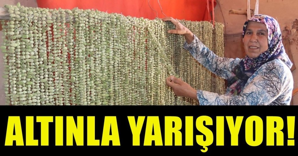 Denizli'nin 'Yeşil Altın'ında Hasat Başladı...