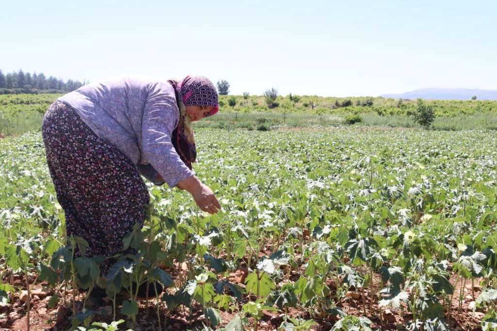 Denizli'nin 'Yeşil Altın'ında Hasat Başladı...