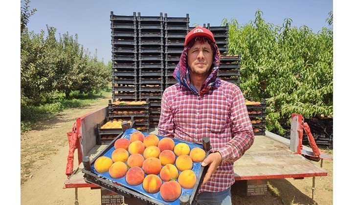 Denizlili Şeftali Üreticileri Fiyat ve Rekolteden Memnun...