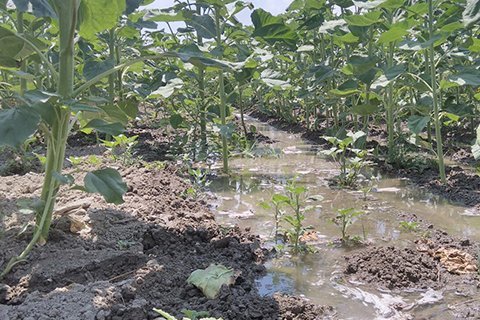 Denizli'de Toprak Sulama Birliği Çalışanları Greve Gitti, 15 Mahalle Susuz Kaldı...