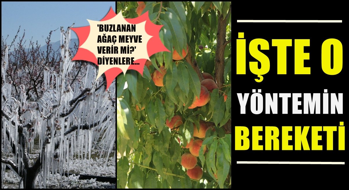 Denizli’de Meyve Ağaçlarını Buzla Koruyan Üreticilerin ‘Bereket’ Sevinci…