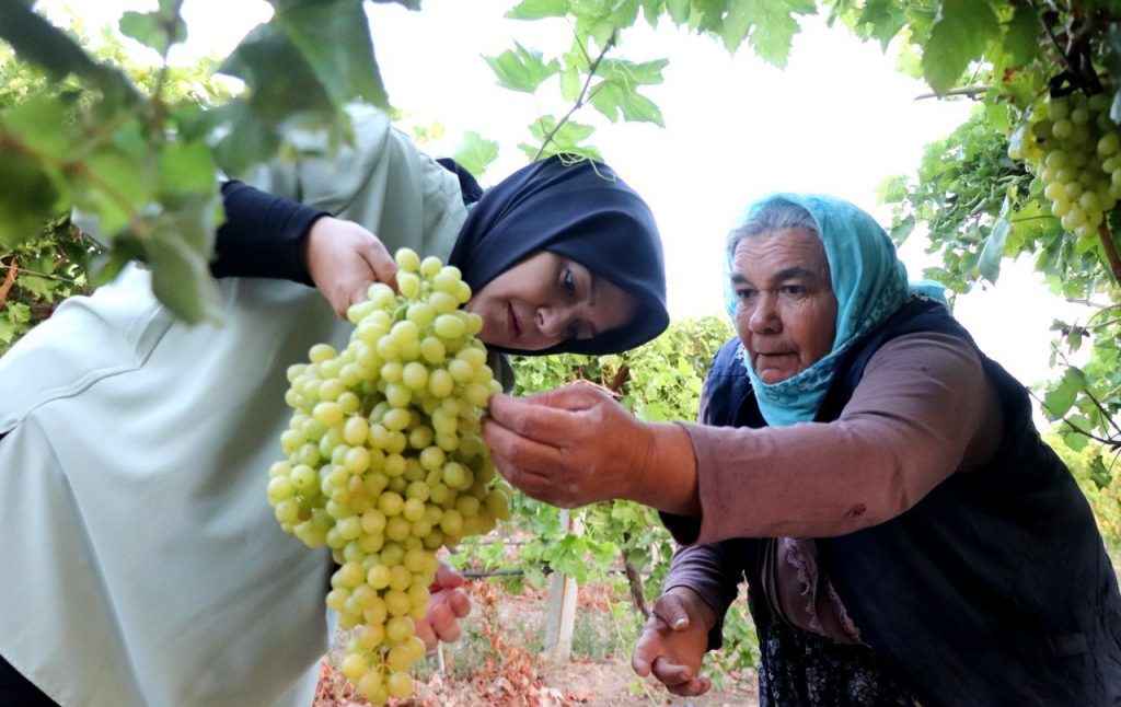 Denizli Milletvekili Ün, Üzümcülerin Sorunlarını Sahaya İnerek Dinledi…