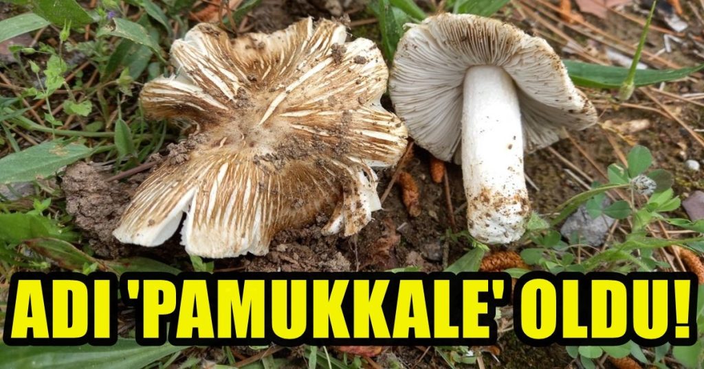 Dünya Bilim İnsanlarının Onayı ile Pamukkale İsmini Aldı...