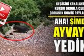 Denizlili Dronlu Çoban, Sürüsüne Saldıran Kurdun Görüntülerini Çekti...