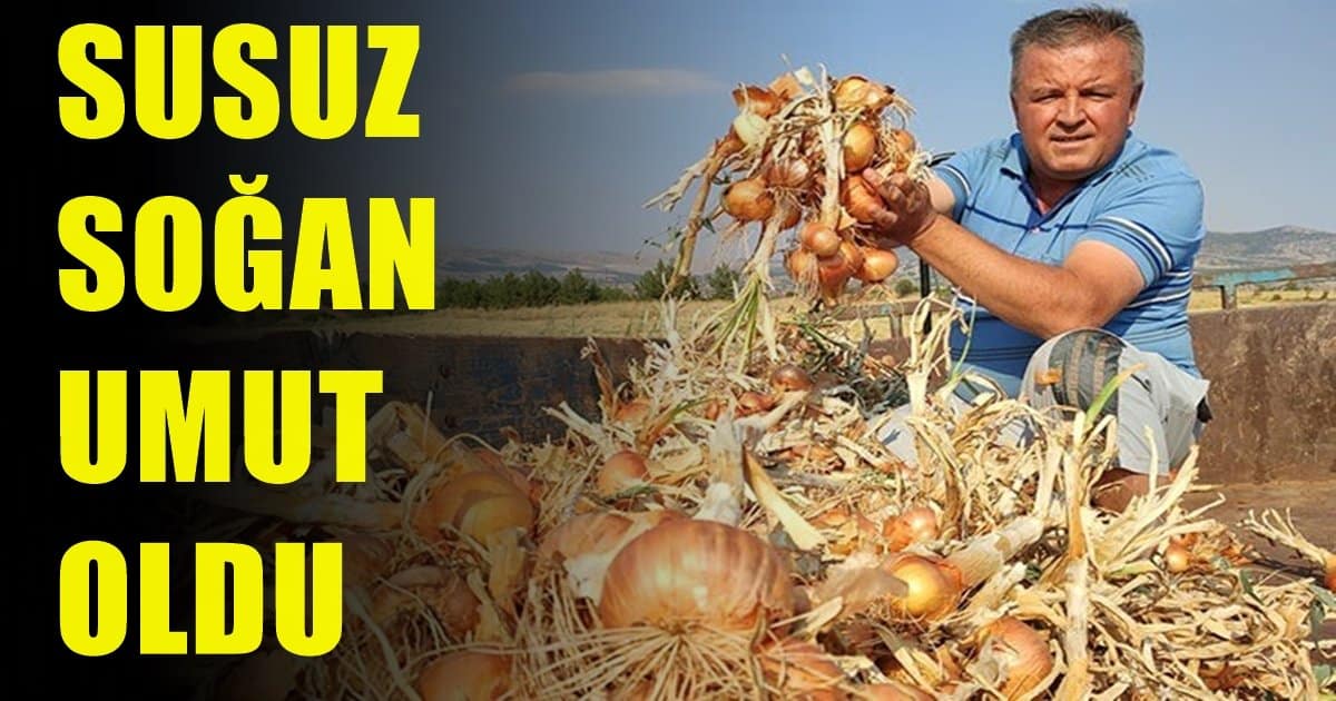 Denizlili Üzüm Üreticilerinin Umudu Soğan Oldu…