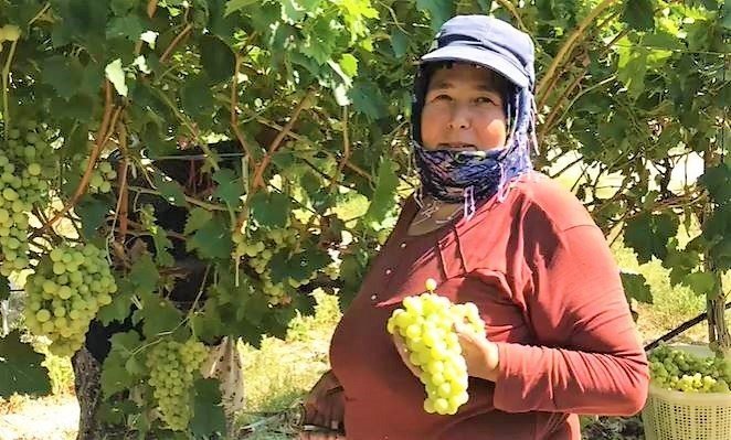 Denizlili Üzüm Üreticileri, Çareyi Boydan Boya Örtüyle Kapatmakta Buldular...