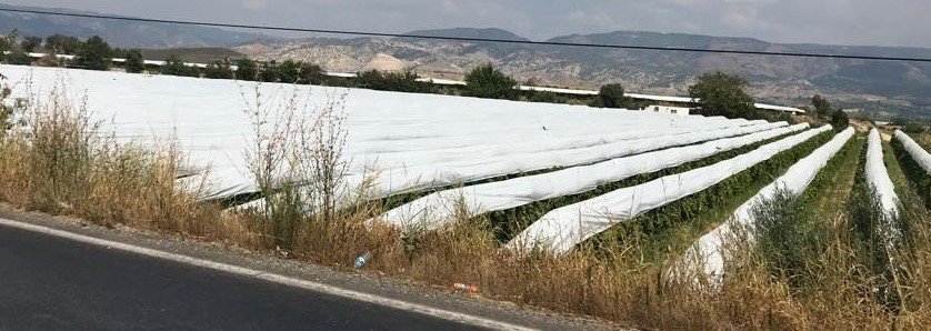 Denizlili Üzüm Üreticileri, Çareyi Boydan Boya Örtüyle Kapatmakta Buldular…